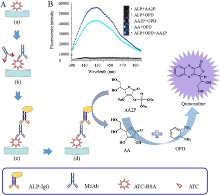 illustration-of-fluorescence-immunoassay